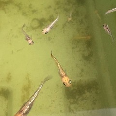 メダカ　サンシャイン　サバンナ様系統　　　　１匹500円の画像