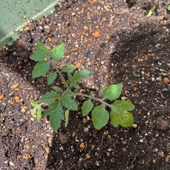 固定種　ミニトマトの苗の画像