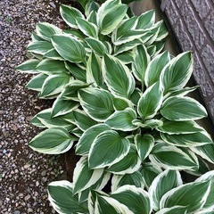 斑入りギボウシ🪴(ホスタ)①の画像