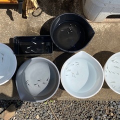 【引き渡し者決定】メダカの画像