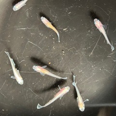 デーンモルフォ、白色の画像