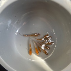 めだか　メダカ　火の国3色選外の画像