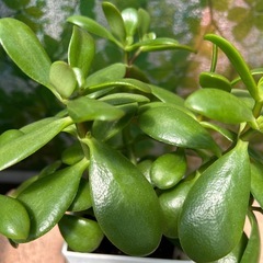 金のなる木の画像