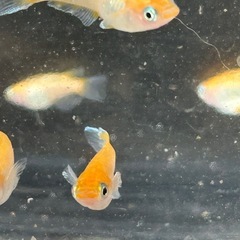 豆紅エボリューション赤色の画像