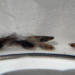 メダカ 和墨リアルロングフィン若魚
8匹の画像
