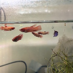 ベタ　　稚魚の画像