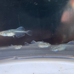 メダカ　ドラゴンブルー若魚10匹の画像