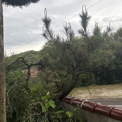 庭石、植木、テーブル、まきの木　、松、岩　造園の画像