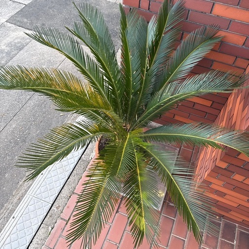 ソテツ 蘇鉄 大株 観葉植物 庭木 約80cm 鉢付き