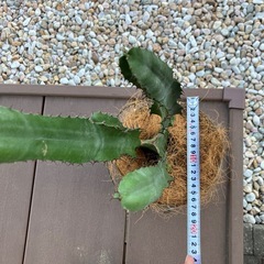 サボテンの画像