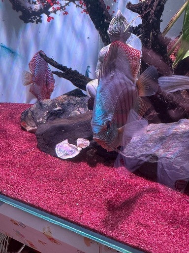 ディスカス 熱帯魚