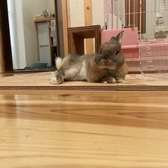 ケージ等飼育用品すべて無料でお譲りします！大人しくて可愛いウサギ...
