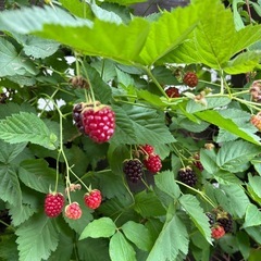 ブラックベリー 苗の画像