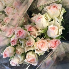 20260417スプレー薔薇　ファンシーローラ5本の画像