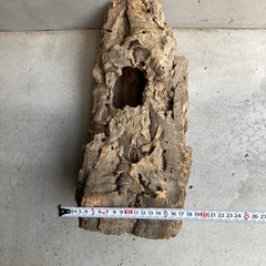 コルク樹皮　ビカクシダ　爬虫類　等の画像