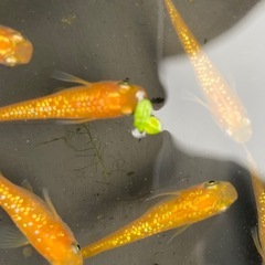 オレンジラメ(メダカ)の画像