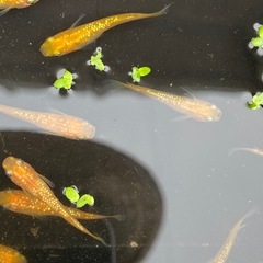 オレンジラメ(メダカ)の画像