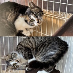【急募⚠️】前庭疾患のあるキジ白ちゃん