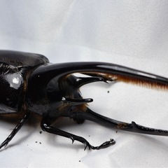 ネプチューンオオカブト　♂1頭の画像