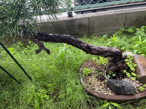 盆栽