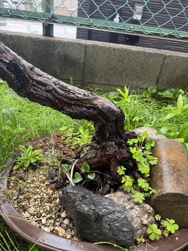 盆栽
