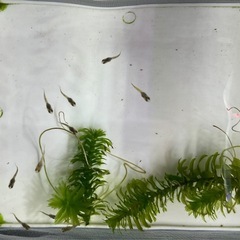 MIXグッピー稚魚　5匹セットの画像