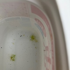 メダカの卵　オロチ10個プラスアルファの画像