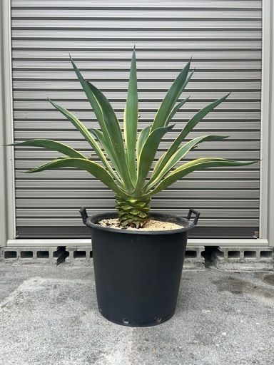 アガベ　110cm