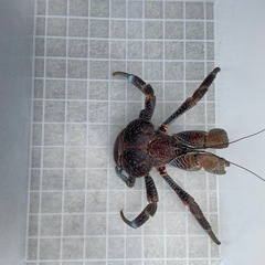ヤシガニ　　飼育してみませんか？の画像