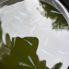 メダカネプチューンの画像