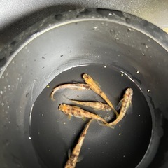 メダカ　タウロスの画像