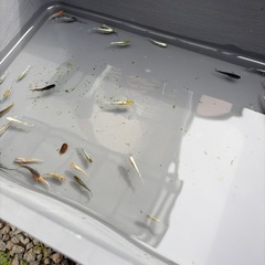 メダカ100匹ぐらいの画像