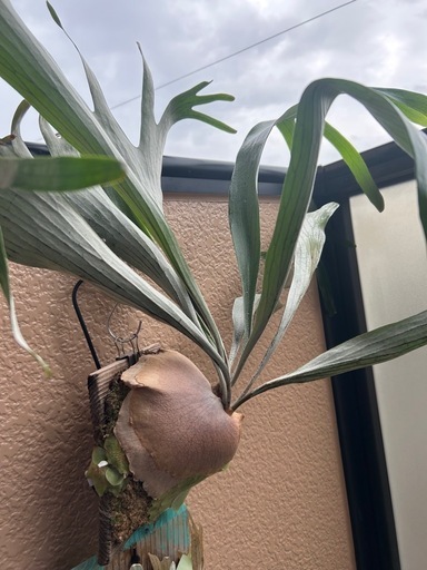 ビカクシダまとめ