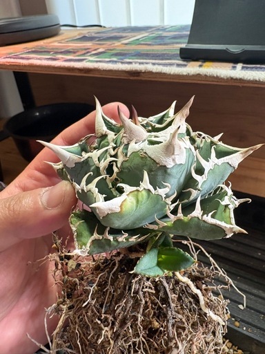 アガベ　チタノタ　Ivory wa