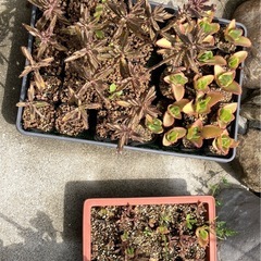 多肉植物(仔株)お好きなの20鉢までの画像