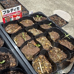 フルティカ　（中玉トマトの苗）の画像