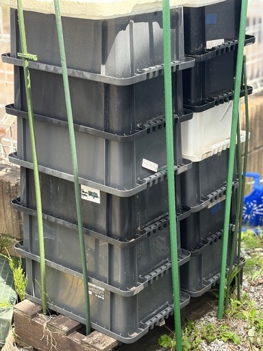 めだか容器セット売り