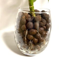 人気の観葉植物　カポックシェフレラ　色鮮やかな新芽成長中　管理楽ちんハイドロカルチャーの画像