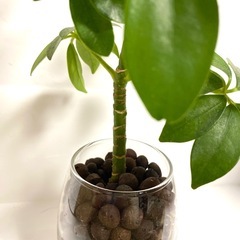 人気の観葉植物　カポックシェフレラ　色鮮やかな新芽成長中　管理楽ちんハイドロカルチャーの画像