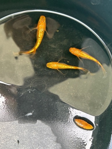 サンシャインヒレ長1ペア＋1 (メダカ屋 誠) 水戸のその他の中古 