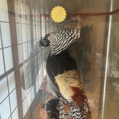 銀鶏鳥　剥製　天皇陛下御在位
記念 の画像