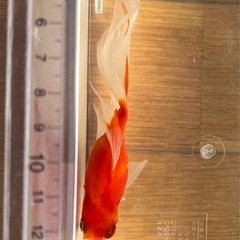 金魚の画像