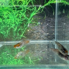 三色ラメリアルロングフィンの画像