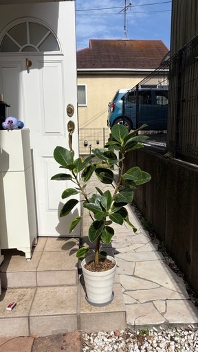 110cm アルテシマ　観葉植物