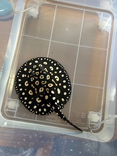 (更新)熱帯魚、ダイヤモンドポルカ等