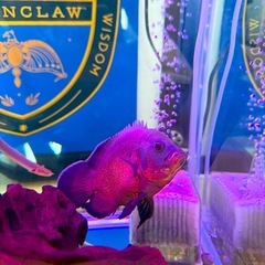 レッドオスカー　引き取り手募集
の画像