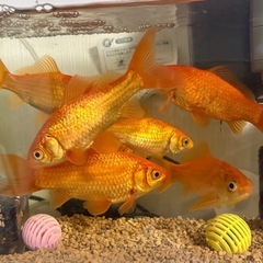 金魚(和金7匹)の画像