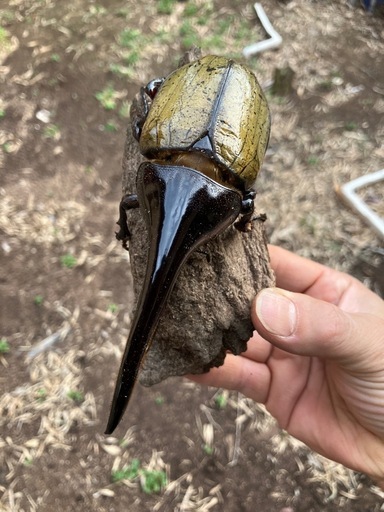 値下げ　完品ヘラクレスオオカブトムシ　ペア