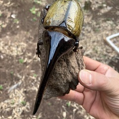 ヘラクレスオオカブトムシ　ペアの画像