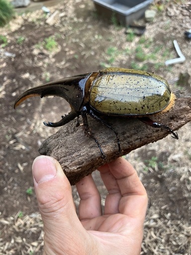 値下げ　完品ヘラクレスオオカブトムシ　ペア